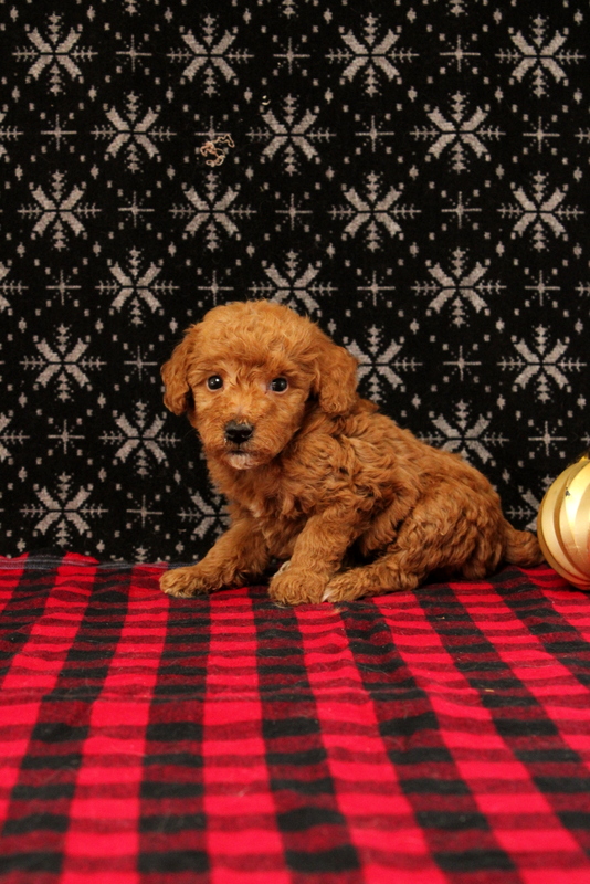 puppy, for, sale, Mini Poodle, Matthew B. Stoltzfus, dog, breeder, Gap, PA, dog-breeder, puppy-for-sale, forsale, nearby, find, puppyfind, locator, puppylocator, aca